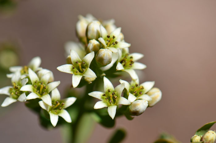 Bastard Toadflax is a root parasite with medium sized flowers of white or greenish-white from terminal clusters. Blooms from April to August in Arizona and California. Comandra umbellata